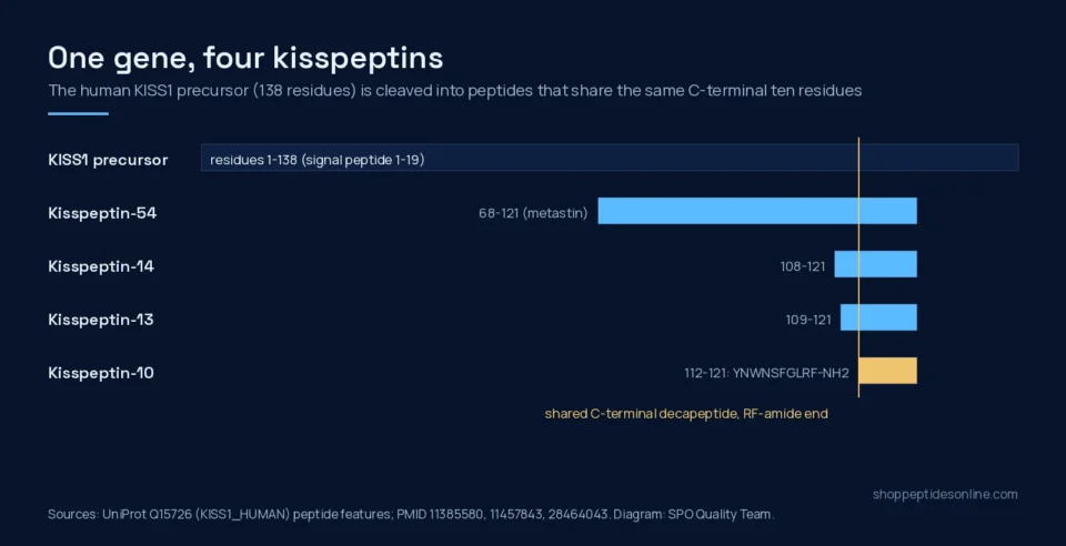 Diagram of the KISS1 precursor showing kisspeptin-54, -14, -13 and -10 sharing one C-terminal sequence