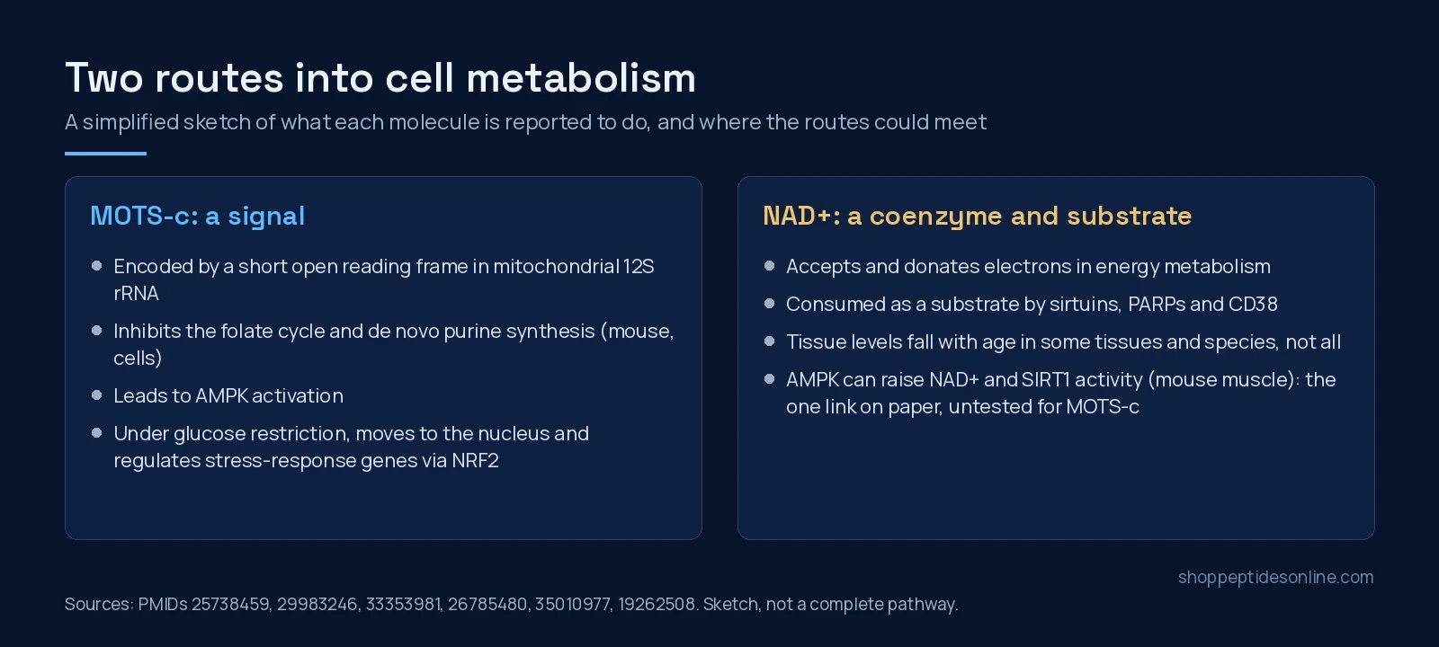 Two-panel sketch: MOTS-c as a signalling peptide acting through the folate cycle and AMPK, and NAD+ as a coenzyme consumed by sirtuins, PARPs and CD38