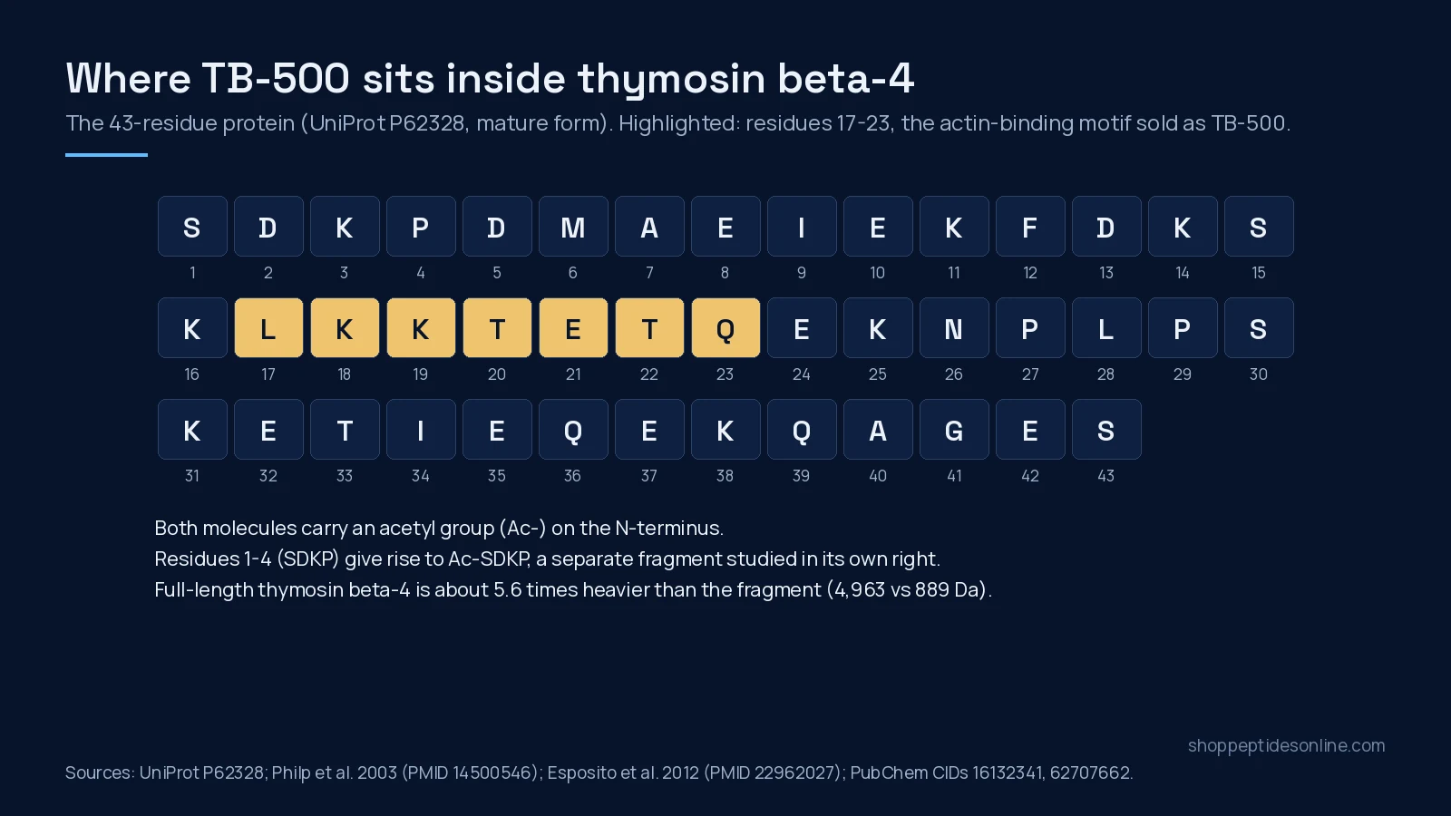 Thymosin Beta-4 vs TB-500: Full Protein or Seven-Residue Fragment? 2 Sequence map of the 43 residues of thymosin beta-4 with residues 17 to 23, LKKTETQ, highlighted as the TB-500 fragment