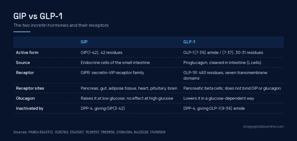 GIP vs GLP-1: The Two Incretin Receptors Behind Tirzepatide