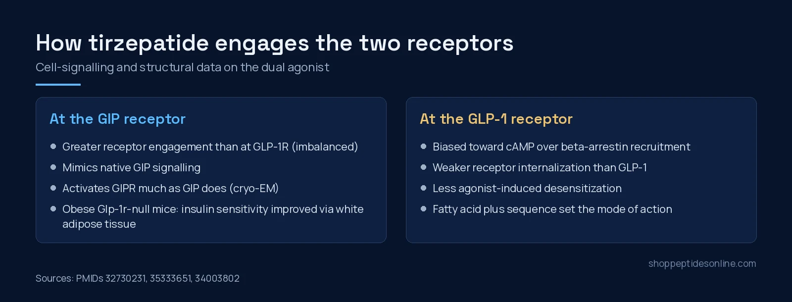 Two-panel diagram of tirzepatide at the GIP receptor (greater engagement, GIP-like signalling) and at the GLP-1 receptor (cAMP bias, less internalization and desensitization)