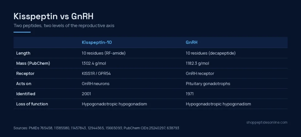 Kisspeptin vs GnRH: Two Steps on the Reproductive Axis