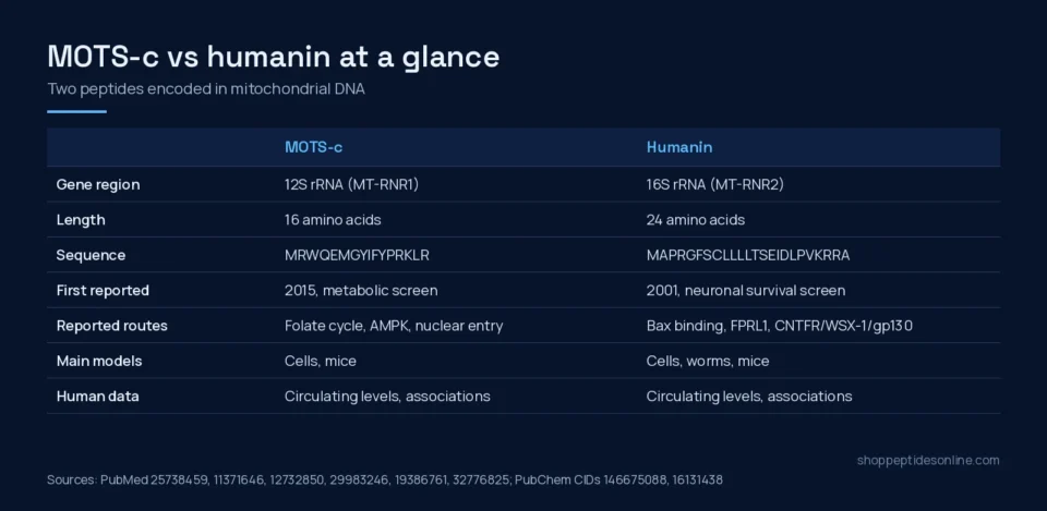 Comparison table of MOTS-c and humanin: gene region, length, sequence, discovery, reported pathways, models and human data