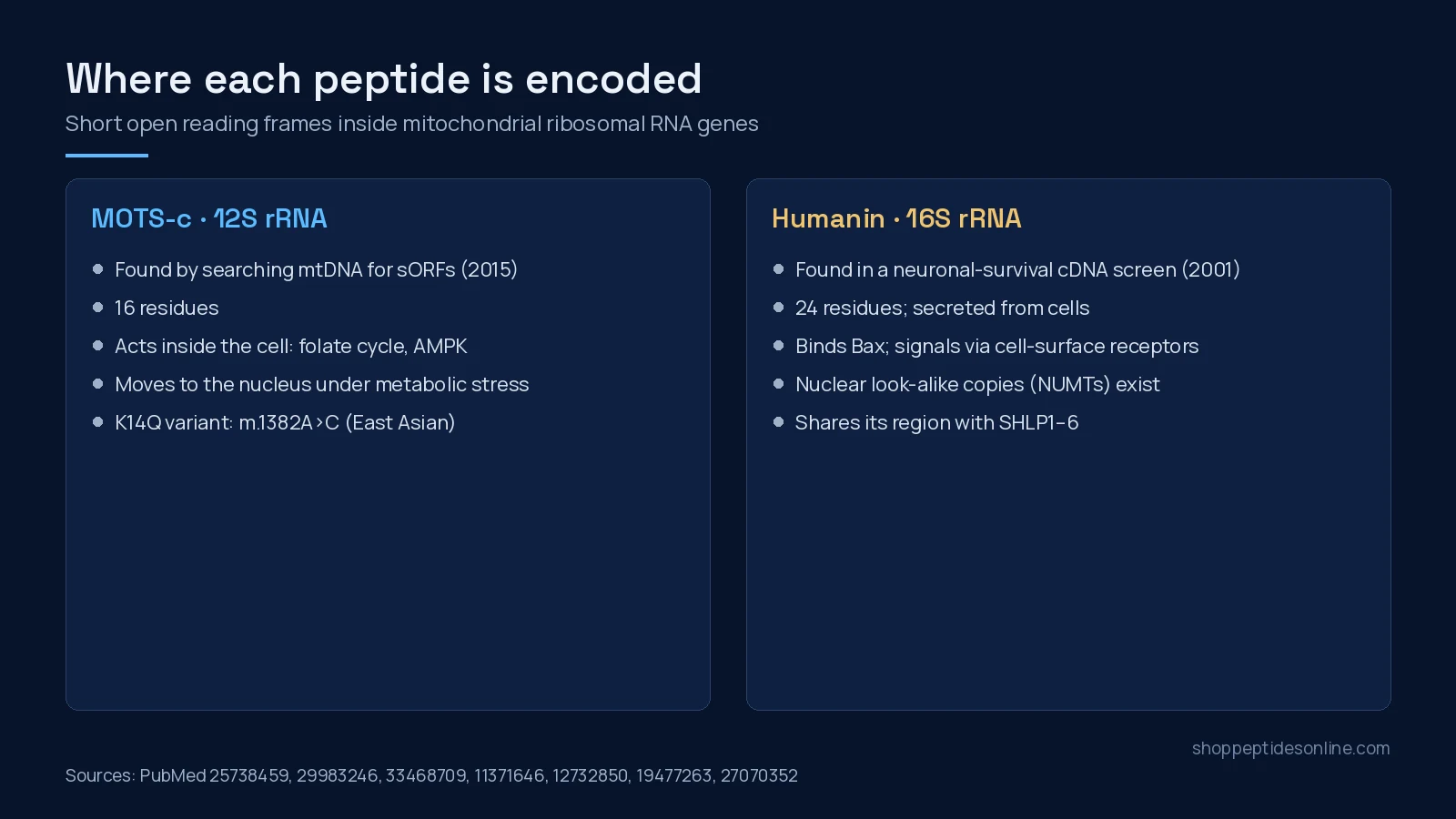 Two-panel diagram: MOTS-c is encoded in the mitochondrial 12S rRNA gene, humanin in the 16S rRNA gene