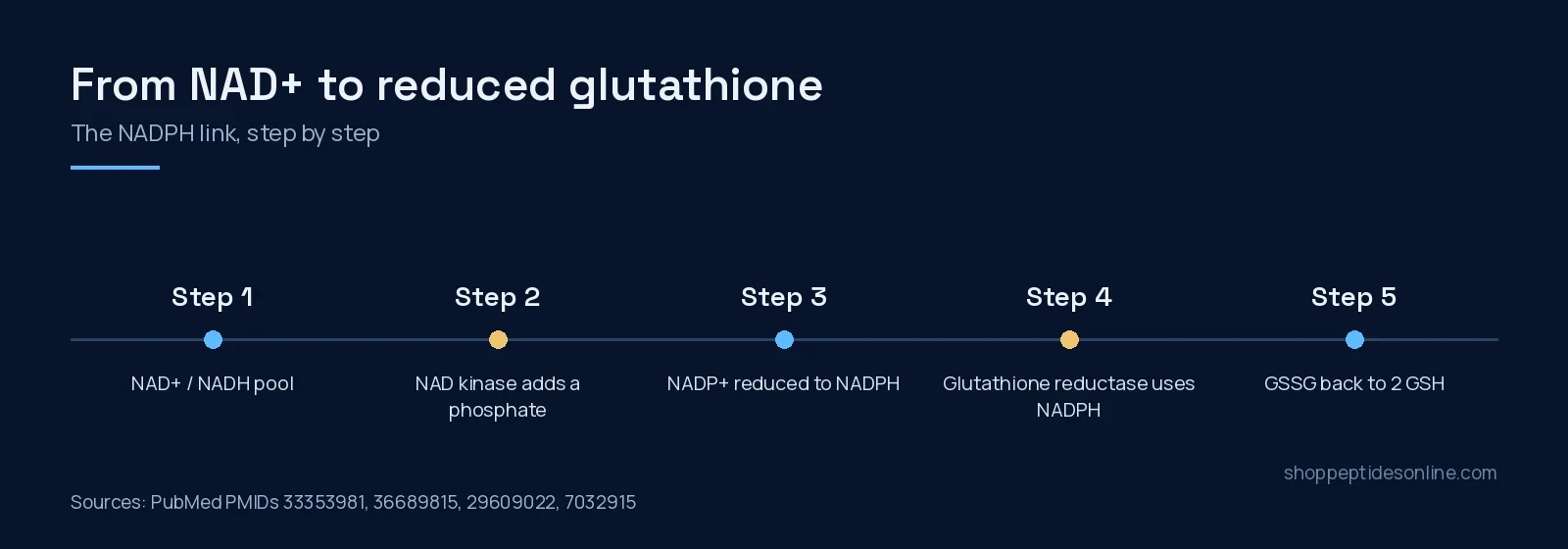 Five-step diagram from the NAD+ pool through NAD kinase and NADPH to glutathione reductase and reduced glutathione