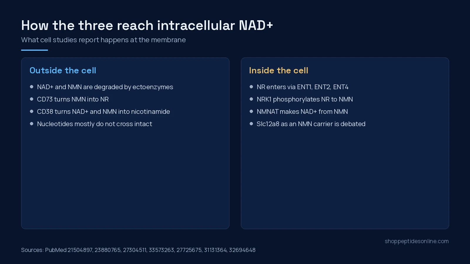 Diagram of how extracellular NAD+, NMN and NR are converted at the cell membrane and inside the cell to NAD+